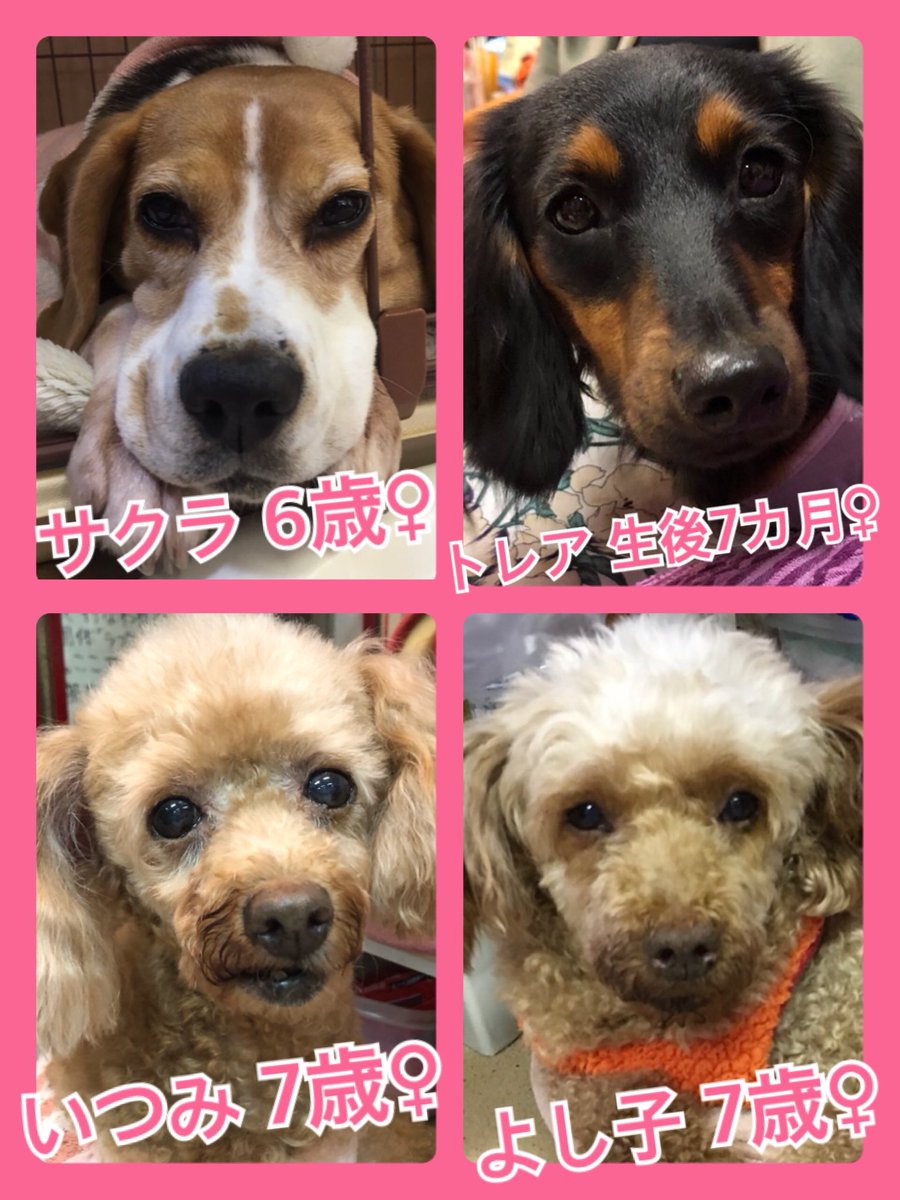 🐾今日の里親様募集中ワンコ🐶メンバーです🐾2019,11,6